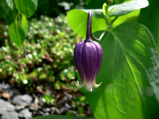 {Clematis addisonii}